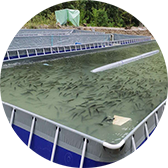 跑道式流水槽養魚項目一